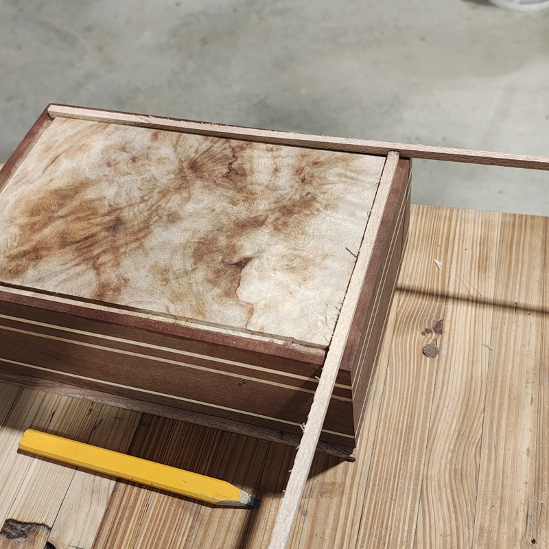 Camphor Laurel Box Progress